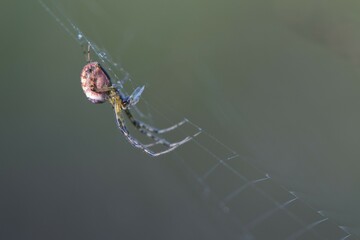 Longjawed orbweaver (Meta segmentata) in the spider web, Emsland, Lower Saxony, Germany, Europe