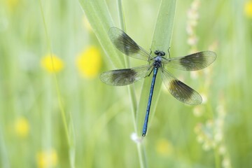 Banded demoiselle (Calopteryx splendens) om reed stalk, Hesse, Germany, Europe