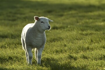 Fototapeta premium Sheep (Ovis), lamb standing in a meadow, Texel, North Holland, Netherlands