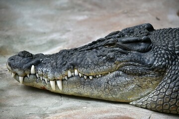 Saltwater crocodile (Crocodylus porosus), animal portrait, captive, Germany, Europe