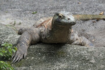 Komodo Dragon (Varanus komodoensis), captive