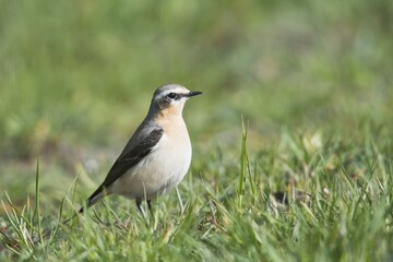 Northern wheatear (Oenanthe oenanthe) stands in grass, Emsland, Lower Saxony, Germany, Europe