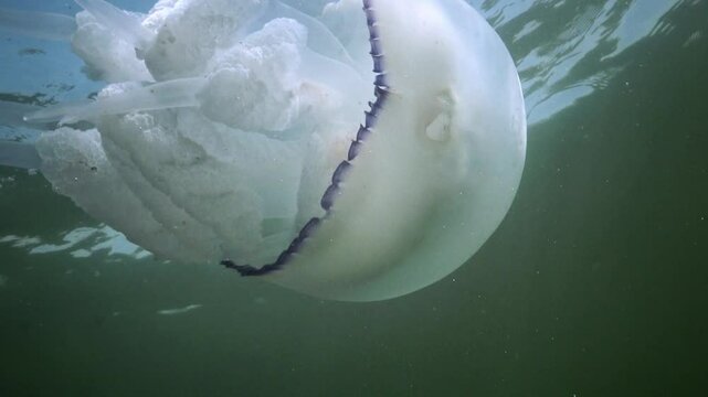 Rhizostoma pulmo - Rhizostomatidae, jellyfish swims in the water column and filters and eats plankton, Black Sea