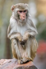 Fototapeta premium Rhesus macaque (Macaca mulatta) sitting on a stone, captive, Germany, Europe