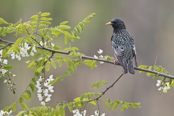 European Starling (Sturnus vulgaris), sits in blooming Robinia, Rhineland-Palatinate, Germany, Europe