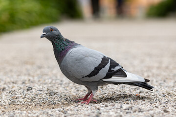 Fototapeta premium Taube