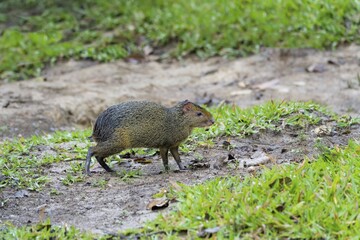 Azara's Agouti (Dasyprocta azarae), Mato Grosso do Sul, Brazil, South America