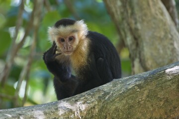 White-headed capuchin (Cebus capucinus) sitting pensively in a tree, Manuel Antonio National Park, Puntarenas Province, Costa Rica, Central America
