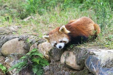 Obraz premium Red Panda (Ailurus fulgens), Sichuan Province, China, Asia