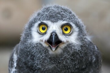 Snowy owl (Nyctea scandiaca) Young bird, chick, portrait, captive