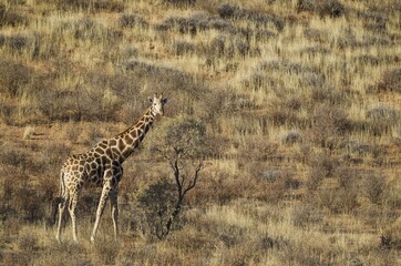 Southern Giraffe (Giraffa giraffa), male on grass-grown sand dune, Kalahari Desert, Kgalagadi Transfrontier Park, South Africa, Africa
