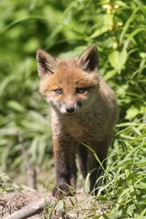 Young fox (Vulpes vulpes), pup, six weeks, Allgäu, Bavaria, Germany, Europe