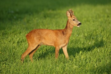 Roe Deer (Capreolus capreolus), young buck, Allgaeu, Bavaria, Germany, Europe