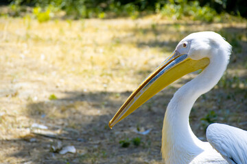 pelican on the Zoo park