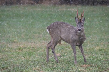 Roe Deer (Capreolus capreolus), buck with clean antlers, still coloured red, during snowfall, Bavaria, Germany, Europe