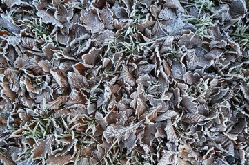 Hoar frost on autumn leaves