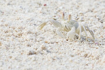 Ghost crab (Ocypode), La Digue, Seychelles, Africa