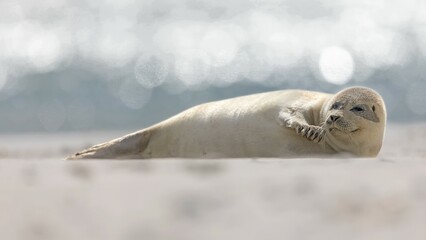 Harbor seal (Phoca vitulina) North Sea island Helgoland, Schleswig-Holstein, Germany, Europe © Thomas Hinsche/imageBROKER