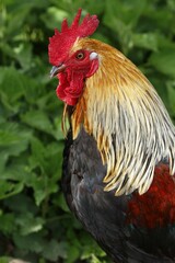 Domestic cock (Gallus gallus domesticus), animal portrait, Germany, Europe