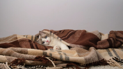 Obraz premium White cat covered with a warm blanket.