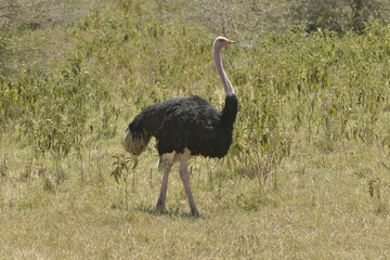 African ostrich (Struthio camelus) in the Ngorongoro Crater, Ngorongoro Conservation Area, Tanzania, Africa
