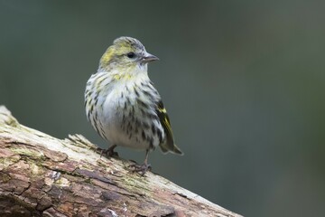 Eurasian siskin (Carduelis spinus), female sits on deadwood, Emsland, Lower Saxony, Germany, Europe