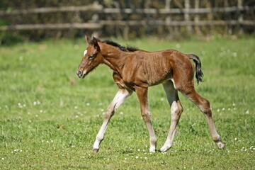 Domestic horse, foal runs on the pasture, Germany, Europe