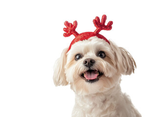 Small white dog wearing red reindeer antlers, looking cheerful and cute, isolated on white background, focus on holiday theme and Christmas decoration, greeting cards, festive banners, pet gift ideas