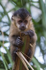 Fototapeta premium Tufted Capuchin, Black-capped Capuchin or Brown Capuchin (Cebus apella), Mato Grosso do Sul, Brazil, South America