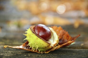 Burst chestnut (Castanea) with shell, symbolic picture autumn, Germany, Europe