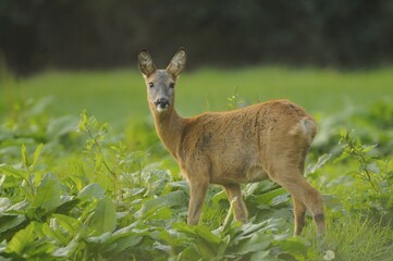 Roe Deer (Capreolus capreolus), doe, watching for potential danger, Fehmarn, Schleswig-Holstein,...