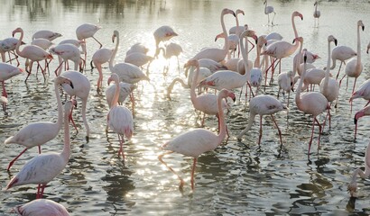 Pink Flamingos (Phoenicopterus roseus) in water, Parc du Pont de Gau Ornithological, Stes Maries de...