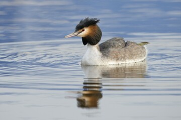 Great Crested Grebe (Podiceps cristatus), Emsland, Lower Saxony, Germany, Europe