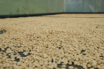 local coffe producer in salento area, colombia