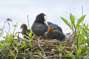 Eurasian coot (Fulica atra), adult with young animals in nest, Emsland, Lower Saxony, Germany,...