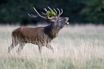 Red deer (Cervus elaphus), rutting season, deer roars, Denmark, Europe