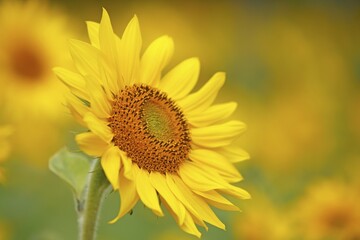 Sunflower (Helianthus annuus)