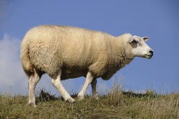 Obraz premium Domestic Sheep (Ovis orientalis aries) on a dyke, Schleswig-Holstein, Germany, Europe