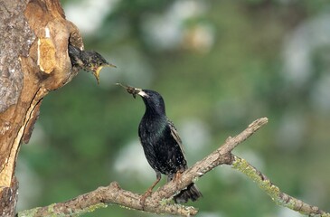 European Starling, Common Starling or Starling (Sturnus vulgaris) feeding a young bird in a hollow tree