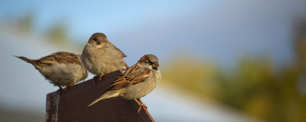 Group od sparrows sitting on wall