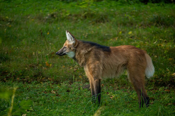 The Maned Wolf, Chrysocyon brachyurus is the largest canid of South America.