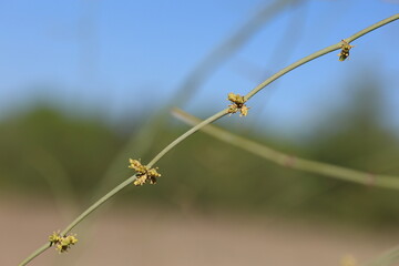 ephedra fragilis (joint pine) plant