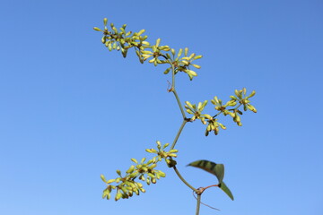 flowers and leaves of Smilax aspera 