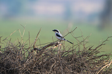 great grey shrike or Lanius excubitor at desert national park in Rajasthan India