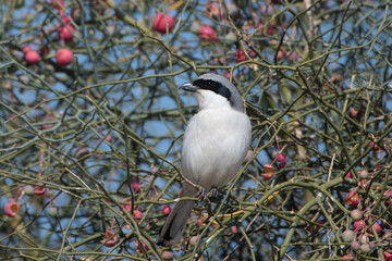 great grey shrike or Lanius excubitor at desert national park in Rajasthan India