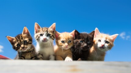 Five kittens pose playfully on a wooden ledge against a vivid blue sky, embodying innocence and curiosity.