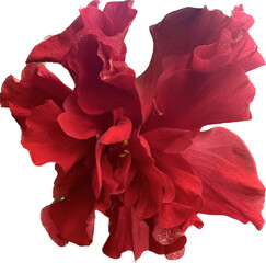 red hibiscus flower, red flower Isolated on white background © AuntieCW