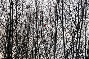 A dry leaf caught between the bare branches of a tree. An autumn scene in the forest. Natural background image. 