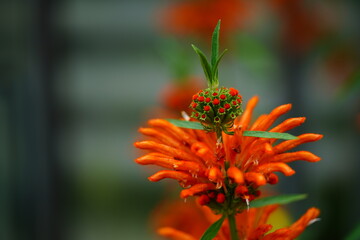 The orange flowers of the South African grassland shrub, Leonotis leonorus also known as lions tail...