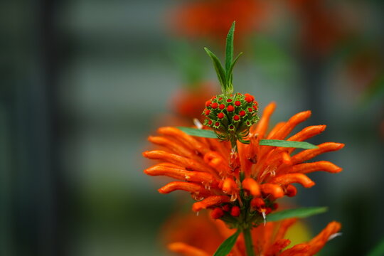 The orange flowers of the South African grassland shrub, Leonotis leonorus also known as lions tail and wild dagga, in bloom. In a garden near Hanover, Germany in October.